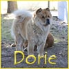 Dorie