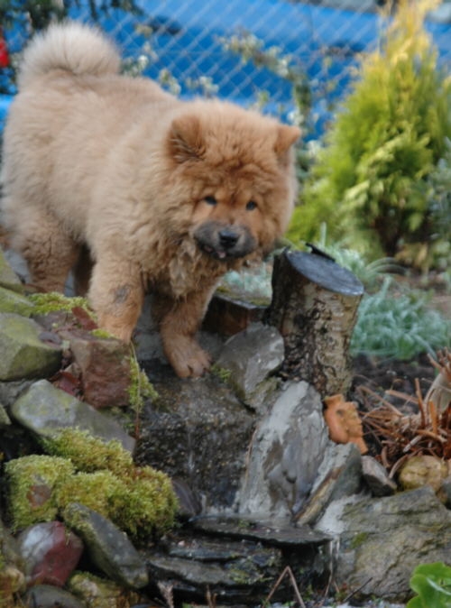 Akira am Bachlauf