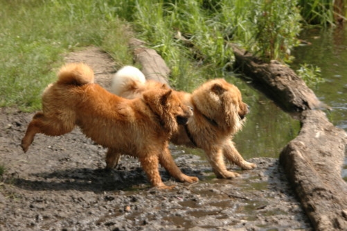 Dini und Kira am Silbersee