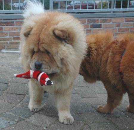 Bilbo zu Weihnachten