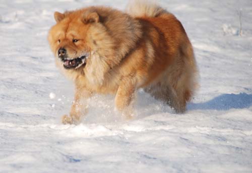 Bilbo im Schnee