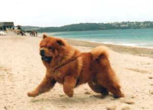 Vasco ausgelassen am Strand